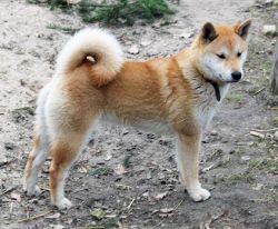picture of dog