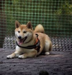 picture of dog