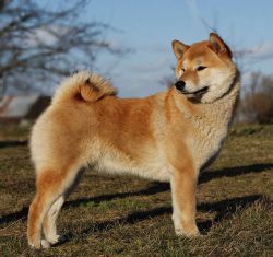 picture of dog
