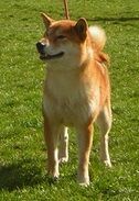 picture of dog