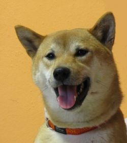 picture of dog