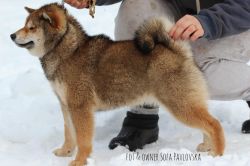 picture of dog