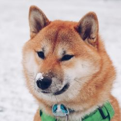 picture of dog