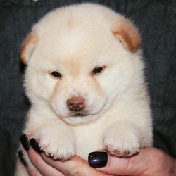 picture of dog