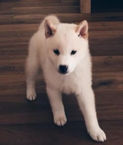picture of dog