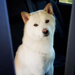 picture of dog