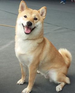 picture of dog