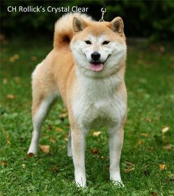 picture of dog