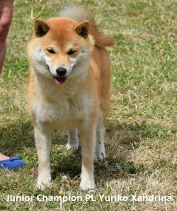picture of dog