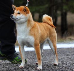 picture of dog