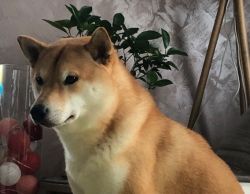 picture of dog