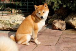 picture of dog