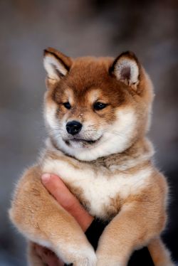 picture of dog