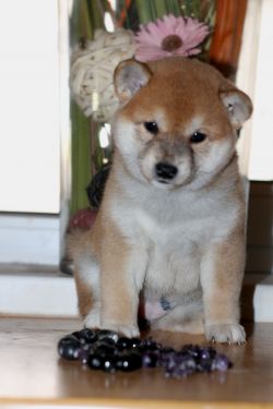 picture of dog