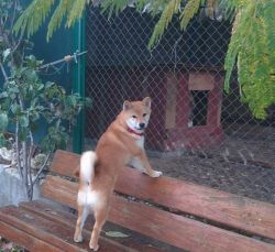 picture of dog