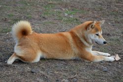 picture of dog