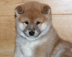 picture of dog
