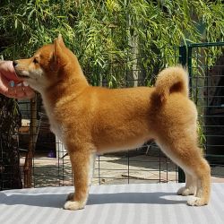 picture of dog