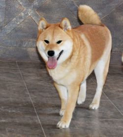 picture of dog