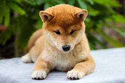 picture of dog