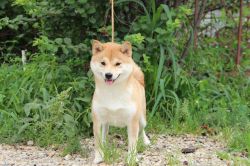 picture of dog
