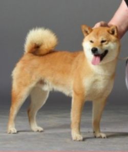 picture of dog