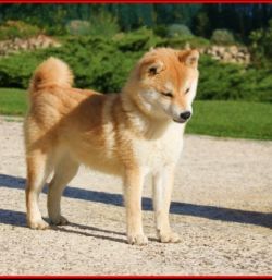 picture of dog