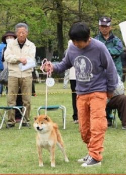 picture of dog
