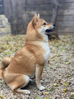 picture of dog