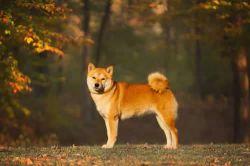 picture of dog