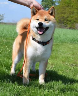 picture of dog
