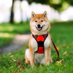 picture of dog