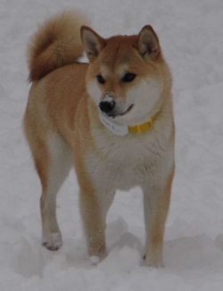 picture of dog