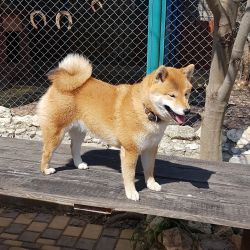 picture of dog