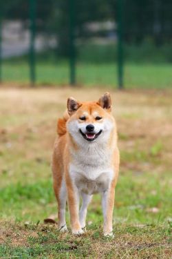 picture of dog