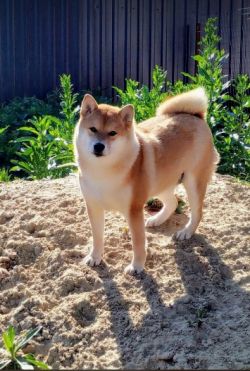 picture of dog