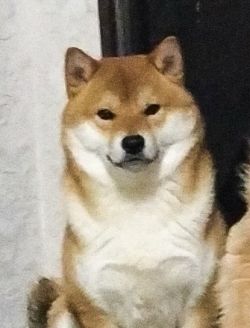 picture of dog