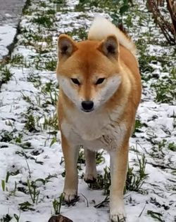 picture of dog