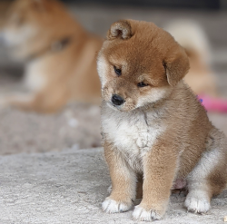 picture of dog