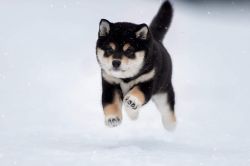 picture of dog