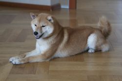 picture of dog