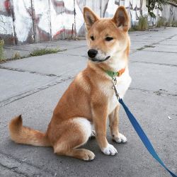 picture of dog