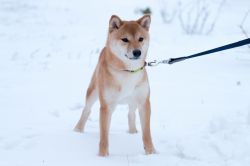 picture of dog
