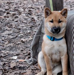 picture of dog