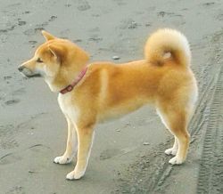 picture of dog
