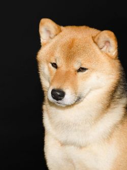 picture of dog