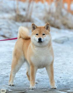 picture of dog