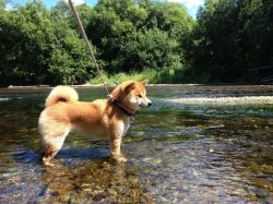 picture of dog