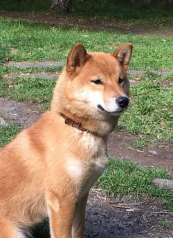 picture of dog