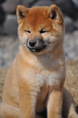 picture of dog
